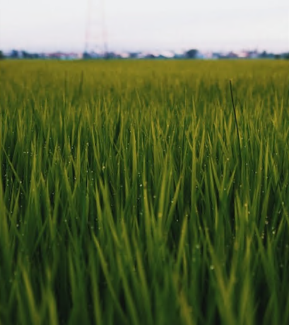 丰收季节到来！东莞1.34万亩稻田迎来金黄收割时刻