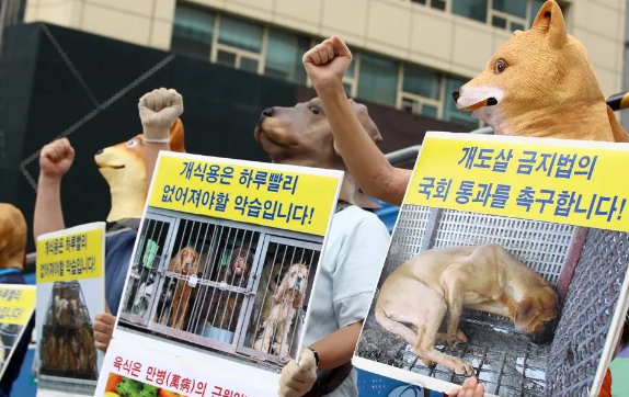 韩国政府承诺年内立法，2027年起全面禁食狗肉