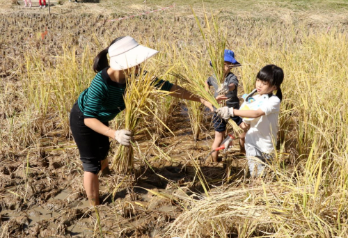 周屋社区举办“稻花香浓，齐享自然”稻田文化体验活动，倡导文明赏稻