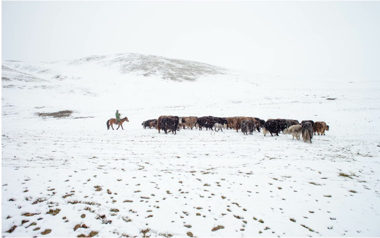 蒙古国遭遇罕见的白灾危机，联合国发出警告
