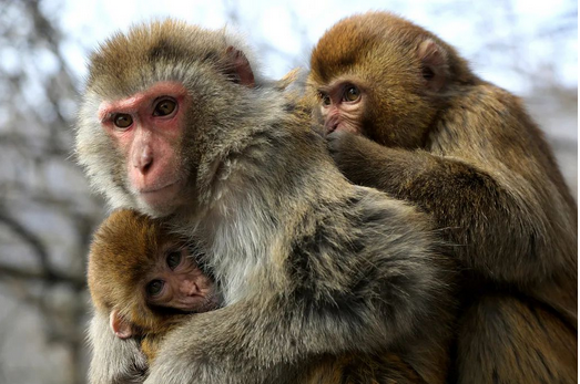 香港报告首例人类感染猴B病毒案例，呼吁警惕野生猴子接触风险