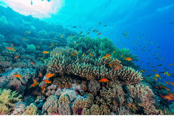 日本东京湾海域生态变化：珊瑚疯长、热带鱼增多引发关注