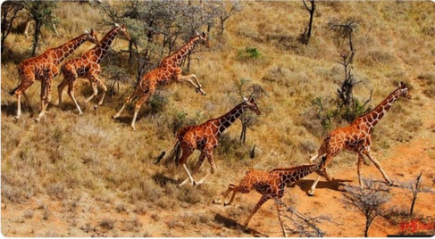 日全食引发北美动物惊恐：长颈鹿狂奔，夜行动物异常活动
