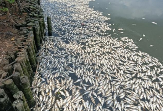 海口红城湖惊现大规模死鱼悲剧，现场打捞已达约8吨